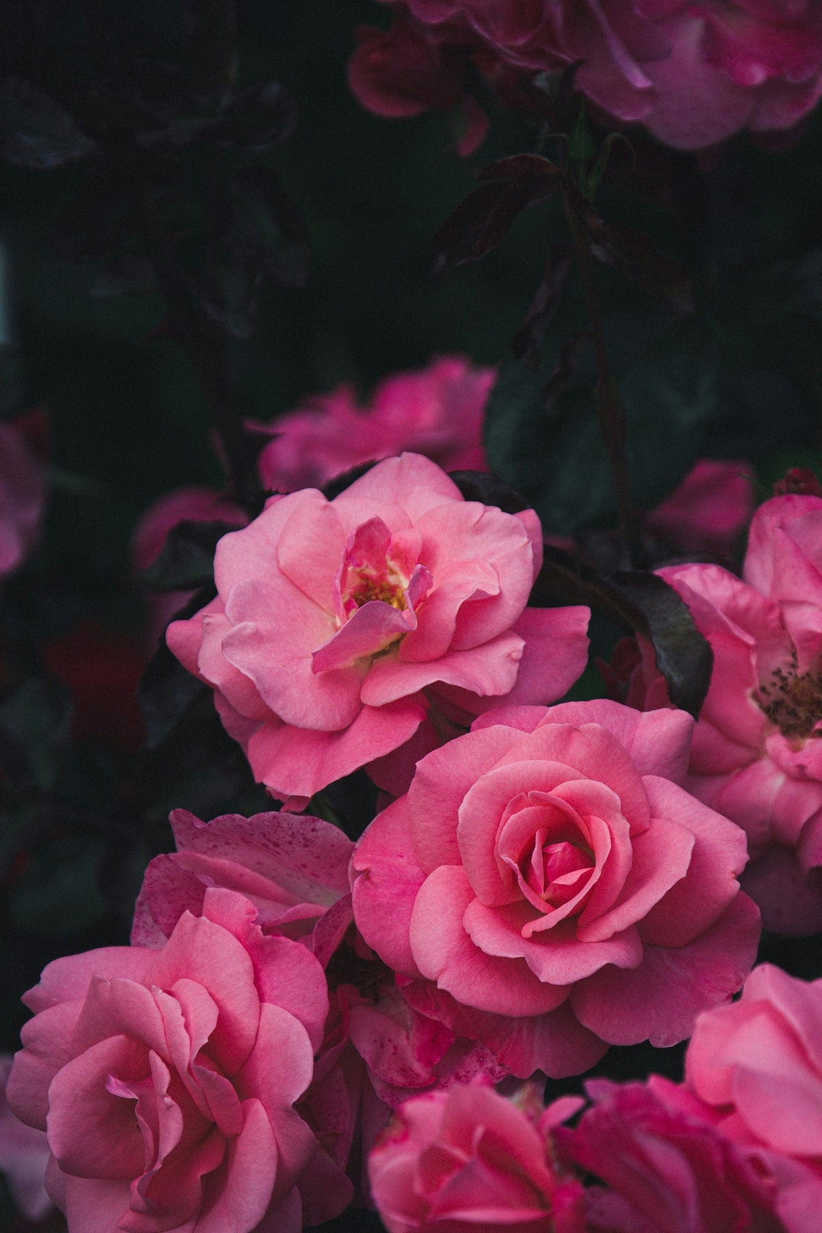 Damask Rose: The Perfume of the Goddess